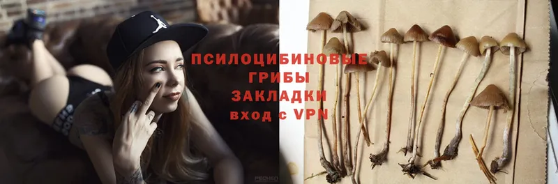 Псилоцибиновые грибы Psilocybe  Дмитровск 